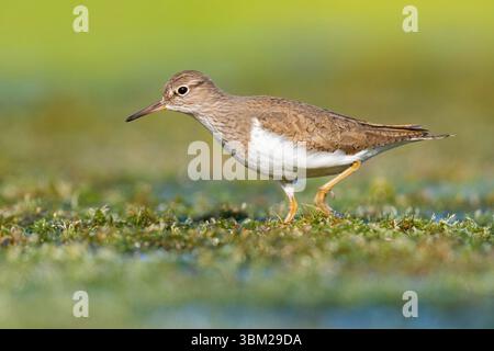 Temminck's Stint (Calidris temminckii), Seitenansicht eines Erwachsenen, der in einem Sumpfgebiet in Italien, Kampanien spaziert Stockfoto