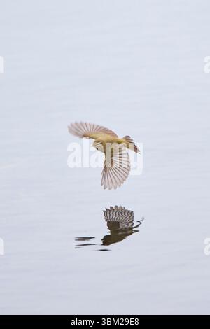 Chiffchaff (Phylloscopus collybita), Jagd nahe der Wasseroberfläche im Flug, Deutschland, Schleswig-Holstein, Helgoland Stockfoto