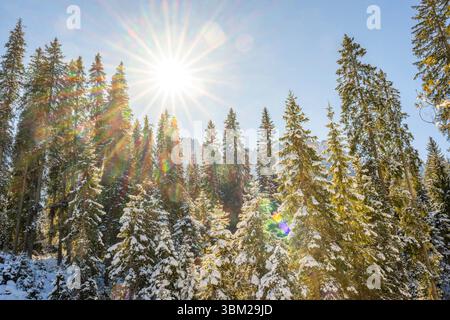 Fichte (Picea abies), Fichtenwald im Winter, Italien, Südtirol, Trentino-Südtirol Stockfoto