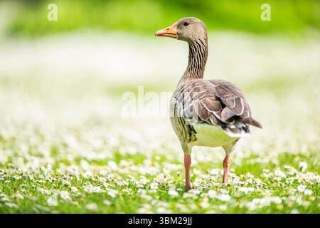 Graugans (Anser anser), auf einem Rasen stehend, Rückansicht, Deutschland, Bayern, Franken, Franken Stockfoto