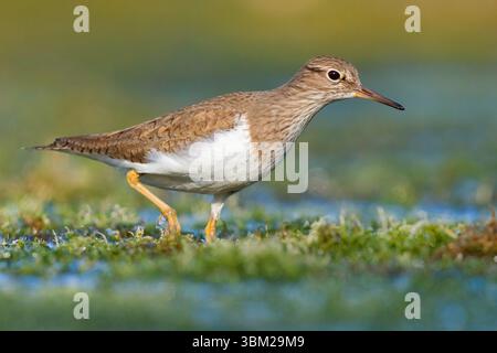 Temminck's Stint (Calidris temminckii), Seitenansicht eines Erwachsenen, der in einem Sumpfgebiet in Italien, Kampanien spaziert Stockfoto
