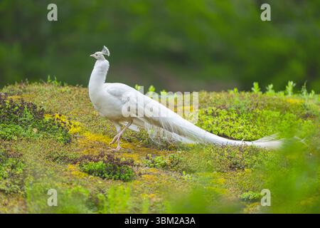 Gewöhnlicher Pfauz, indischer Pfauz, blauer Pfauz (Pavo cristatus), Weißer Pfau auf einer Wiese, Deutschland Stockfoto