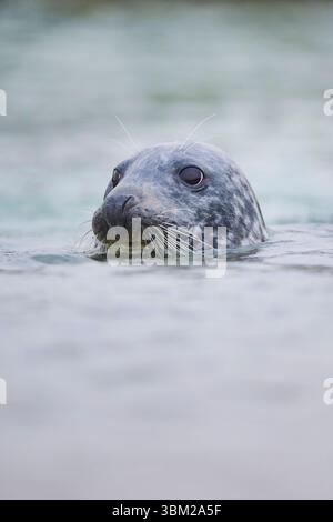 Grausiegel, Grausiegel (Halichoerus grypus), aus dem Wasser schauen, Porträt, Deutschland, Schleswig-Holstein, Helgoland Stockfoto