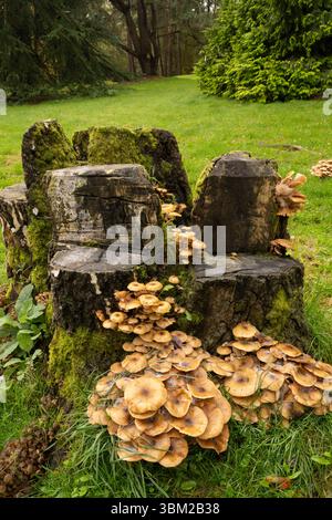Honigpilz: armillaria mellea. Surrey, großbritannien Stockfoto