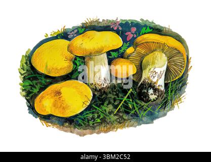 Aquarellmalerei mit einer lebendigen Gruppe goldener Pilze, die in üppigem Gras gedeihen und eine detaillierte und künstlerische Darstellung der Natur bieten Stockfoto