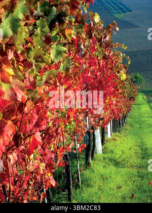 Atemberaubende herbstliche Weinberge mit Weinreihen mit leuchtenden roten und grünen Blättern, die in warmes Sonnenlicht getaucht sind, schaffen eine malerische Szene Stockfoto