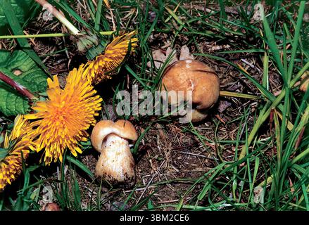 Zwei Pilze wachsen zusammen mit leuchtenden Löwenzahnblüten in üppigem grünem Gras, die das zarte Gleichgewicht der Natur während der lebhaften Frühlingssaison einfangen Stockfoto