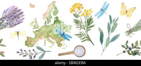 Karte von Europa, botanische Elemente, Libellen, nahtlose Schmetterlingsgrenze auf weiß. Lavendel, Salbei, Heidelbeere, tansy. Ideal für die Kräutermedizin Stockfoto