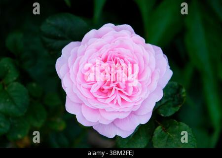 Nahaufnahme einer einzigen rosa Rose in Blüte Queen of Sweeden im Juni 2025 im Sommerblumengarten Carmarthenshire Wales UK KATHY DEWITT Stockfoto