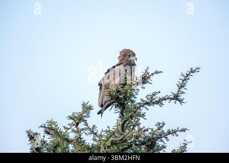 Unreifer Bateleur (Terathopius ecaudatus) Stockfoto