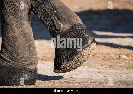 Nahaufnahme des hinteren Beins eines afrikanischen Elefanten (Loxodonta africana), die Fußsohle mit sichtbaren Linien, Falten und strukturierter Haut zeigt. Stockfoto