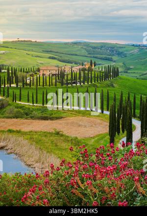 Tuscany Cypress Tree Road mit rollenden Hügeln und rosa Blumen in klassischer italienischer Landschaft Stockfoto
