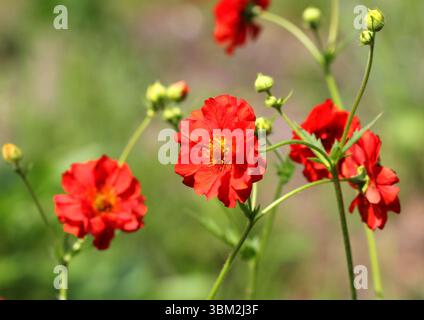Eine Nahaufnahme eines roten Geum im Sommer Stockfoto