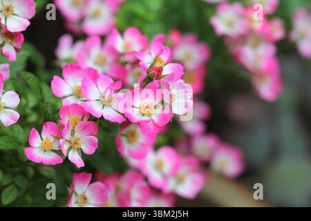 Eine Nahaufnahme von der Rosa-Cutie-Pie-Rose Stockfoto