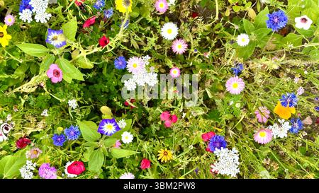 Ein Feld mit verschiedenen Wildblumen Stockfoto