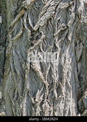 Stark strukturierte Weidenrinde mit Tiefe und Bewegung – ein natürliches Muster voller Charakter, ideal für den Hintergrund oder kreative Designs. Kopierraum Stockfoto