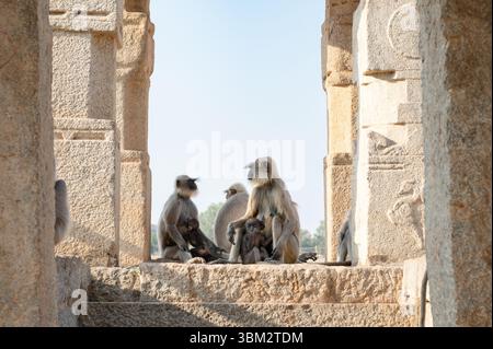 Die graue Affen-Familie der nördlichen Ebenen, der Semnopithecus entellus-Affe in einem Tempel, die Tierwelt von Hampi Indien, der Dschungel und das Regenwaldtier in der Stadt Stockfoto