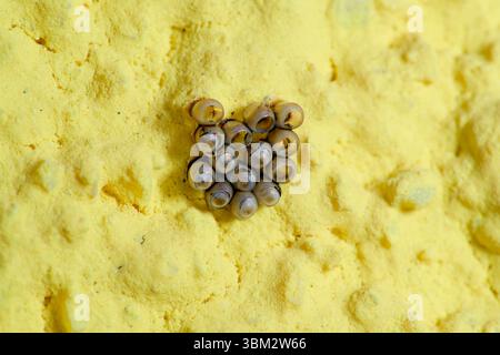 Eierhaufen einer grauen Gartenkäfer (evtl. Rhaphigaster nebulosa) an einer Hauswand in Makrosicht. Detaillierte Nahaufnahme von Insekteneiern mit natürlicher Textur Stockfoto