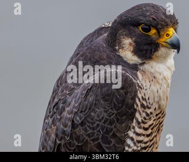 Nahaufnahme eines Wanderfalken mit detaillierten Federn, scharfem Schnabel und durchdringenden gelben Augen vor einem weichen grauen, verschwommenen Hintergrund. Stockfoto
