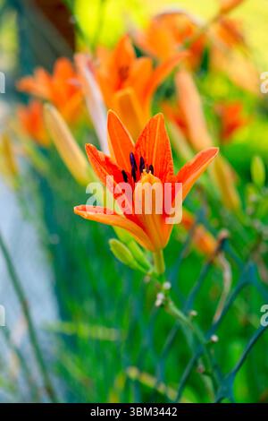 Orange Daylily im Sonnenlicht Stockfoto