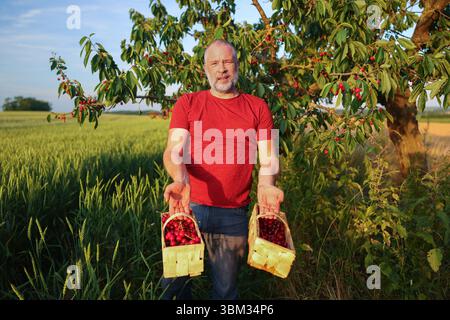 Ein lächelnder Mann pflückt frische Kirschen im Sommergarten mit Obstkorb Stockfoto