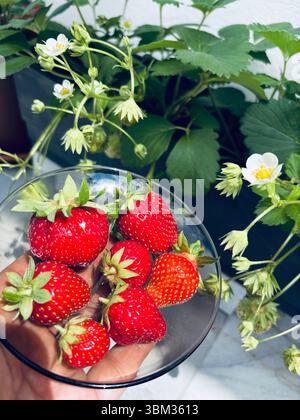 Erdbeeren Obst. Hand hält einen Teller mit frischen Erdbeeren, die im Garten geerntet wurden. Gartenkonzept. Gesunde Ernährung. Direkt darüber. Stockfoto