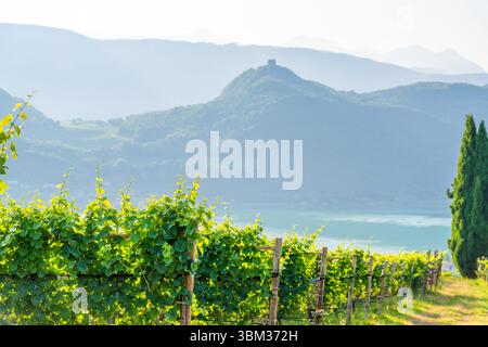 Weinberg in Südtirol, Italien, mit Kalterer See und Bergen im Hintergrund. Stockfoto