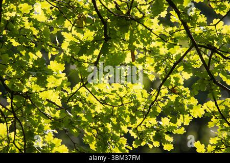 Sonnenlicht, das im Sommer durch sattgrüne Eichenblätter strahlt, erzeugt lebendige natürliche Muster und Hinterleuchteffekte. Stockfoto