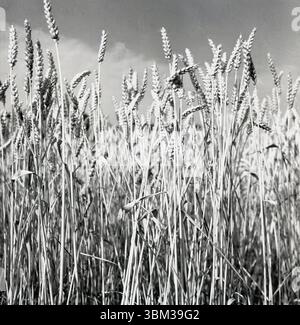 1950er Jahre, historische Weizenernte auf einem Feld. Stockfoto