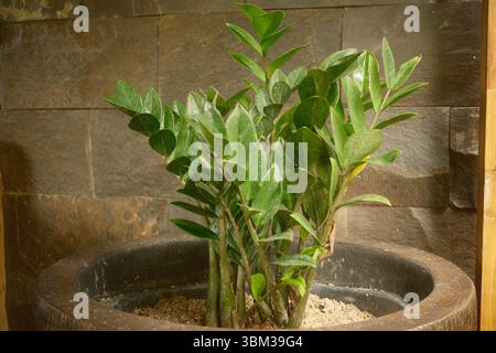 Eine Zamioculcas zamiifolia- oder ZZ-Pflanze in einer rustikalen Topfecke Stockfoto