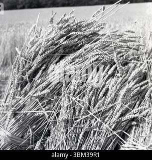 1950er Jahre, Geschichte, Sommer und Weizenbündel auf einem Feld. Stockfoto