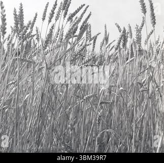 1950er Jahre, Geschichte, Sommer und Weizenbündel auf einem Feld. Stockfoto
