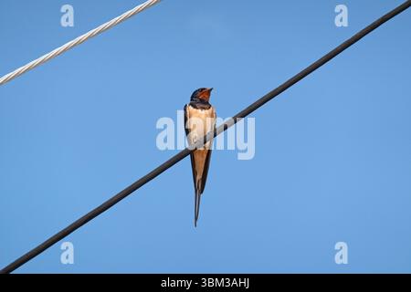 Scheunenschwalbe sitzt auf Stromkabeln unter blauem Himmel Stockfoto