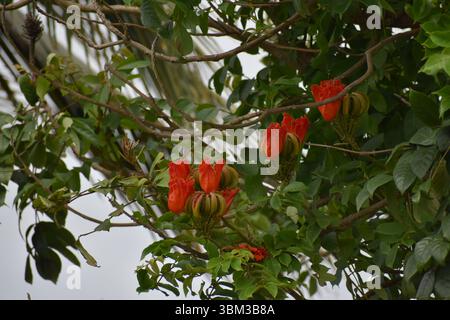 Rote Blüten auf einem afrikanischen Tulpenbaum, wissenschaftlich bekannt als Spathodea campanulata, in Charlieville, Trinidad und Tobago. Stockfoto