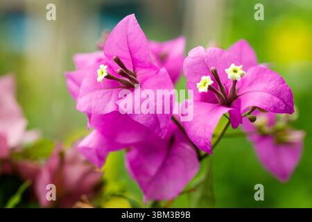 Blühende rosafarbene Bougainvillea-Blüten im Tageslichtgarten Stockfoto