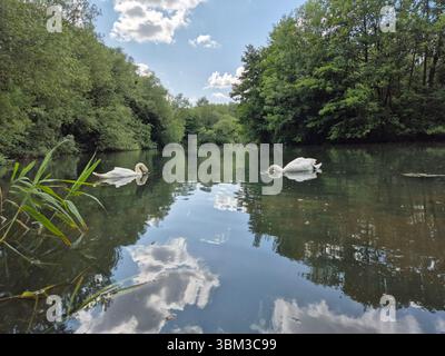 Zwei weiße Schwäne schwimmen an einem sonnigen Sommertag in der Peatmoor Lagoon in Swindon, Wiltshire, England auf einem ruhigen See, umgeben von Wäldern. Stockfoto