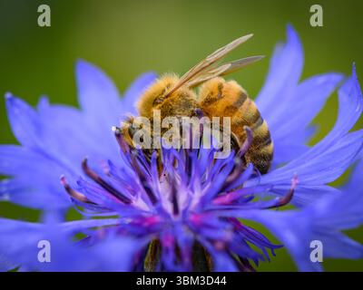 Sieversdorf, Deutschland. Juni 2025. Eine Biene sammelt Nektar und Pollen von einer Kornblumenblüte. Das Wetter wird sich in den nächsten Tagen weiter verschlechtern: Laut dem Deutschen Wetterdienst (DWD) sind mehr Regen und mehr Gewitter zu erwarten. Die Temperaturen steigen wieder auf fast 30 Grad an. Quelle: Patrick Pleul/dpa/Alamy Live News Stockfoto