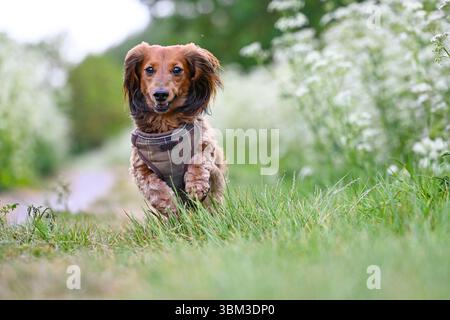 Langhaarige Dackel läuft Stockfoto