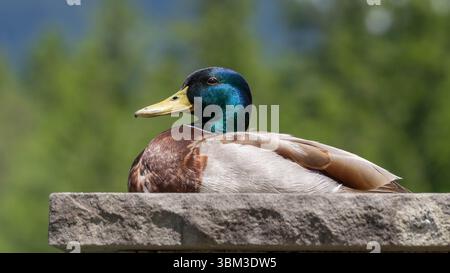 Schöne sitzende Ente auf einem Stein Stockfoto