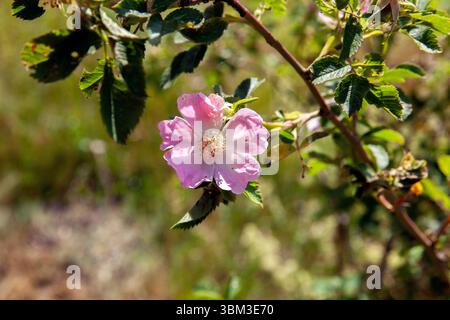wilden Heckenrose Stockfoto