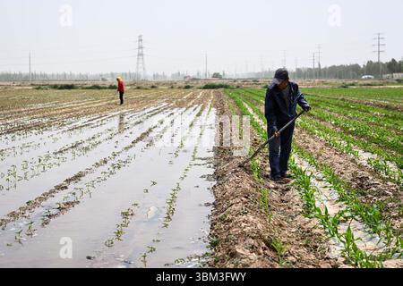 (250624) -- BAYANNUR, 24. Juni 2025 (Xinhua) -- Bauern bewässern die Ernten im Bezirk Linhe in Bayannur, nordchinesischer autonomer Region Innere Mongolei, 28. Mai 2025. Bayannur liegt an der Spitze der „Großen Schlaufe“ des Gelben Flusses und im Herzen der Hetao-Ebene. Bayannur ist eine Stadt, die vom Gelben Fluss gepflegt wird und als Speicher im Norden Chinas bekannt ist. Das Wort Bayannur bedeutet auf Mongolisch „üppiger See“ und beschreibt perfekt die Wasserressourcen der Region. Von oben betrachtet, zeigt das Hetao Bewässerungsgebiet ein ausgedehntes 64.000km langes Netz von Bewässerungskanälen, die die gesamte Stadt ernähren, mak Stockfoto