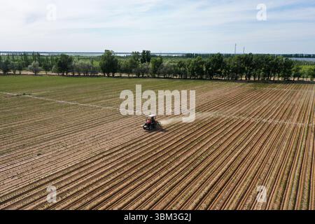 (250624) -- BAYANNUR, 24. Juni 2025 (Xinhua) -- Ein Landwirt betreibt landwirtschaftliche Maschinen auf Ackerflächen im urad Front Banner von Bayannur, nordchinesischer autonomer Region Innere Mongolei, 4. Juni 2025. Bayannur liegt an der Spitze der „Großen Schlaufe“ des Gelben Flusses und im Herzen der Hetao-Ebene. Bayannur ist eine Stadt, die vom Gelben Fluss gepflegt wird und als Speicher im Norden Chinas bekannt ist. Das Wort Bayannur bedeutet auf Mongolisch „üppiger See“ und beschreibt perfekt die Wasserressourcen der Region. Von oben betrachtet, zeigt das Hetao Bewässerungsgebiet ein ausgedehntes 64.000km langes Netz von Bewässerungskanälen Stockfoto