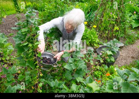 Ältere ältere Frau 70 Jahre, 70er Jahre, die schwarze Johannisbeeren pflückt, schwarze Johannisbeeren weiches Obst Bereich des Küchengartens in Carmarthenshire Wales Großbritannien KATHY DEWITT Stockfoto