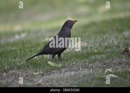 Mittleres Vordergrundbild eines weiblichen gemeinen Schwarzvogels (Turdus merula) im rechten Profil, Blick auf die Skywards mit Insekten im Schnabel, aufgenommen in mittlerer Wales, Großbritannien Stockfoto