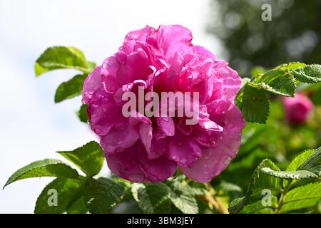 Leuchtend rosa Sommerblumen von Hybrid Rugosa Rose, rosa Belle poitevine UK Garten Juni Stockfoto