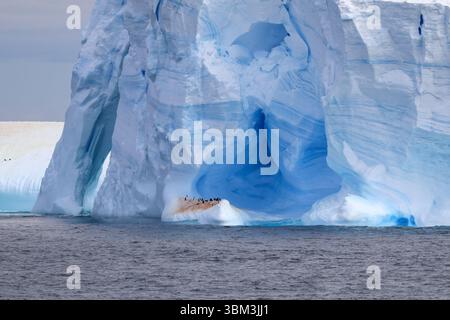 Kinstrap Pinguin Kolonie auf einem großen Eisberg im Meer Stockfoto