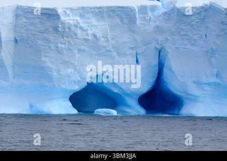 Kinstrap Pinguin Kolonie auf einem großen Eisberg im Meer Stockfoto