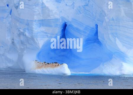 Kinstrap Pinguin Kolonie auf einem großen Eisberg im Meer Stockfoto
