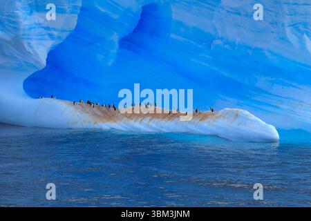 Kinstrap Pinguin Kolonie auf einem großen Eisberg im Meer Stockfoto