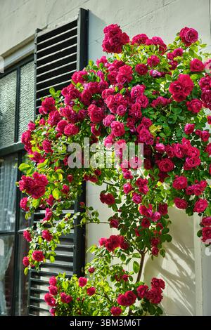Romantisches grünes Fenster mit Fensterläden, umgeben von leuchtenden roten Rosen vor einer weißen Fassade in der historischen Stadt Zierikzee, Niederlande. Stockfoto